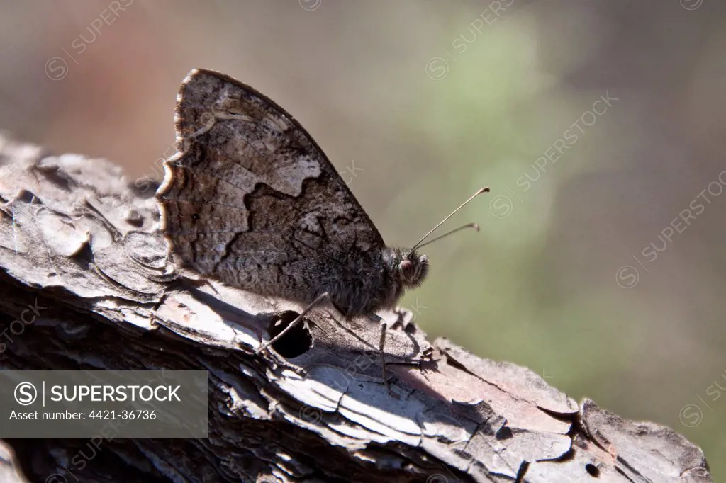 Grayling Butterfly. Lesvos Greece