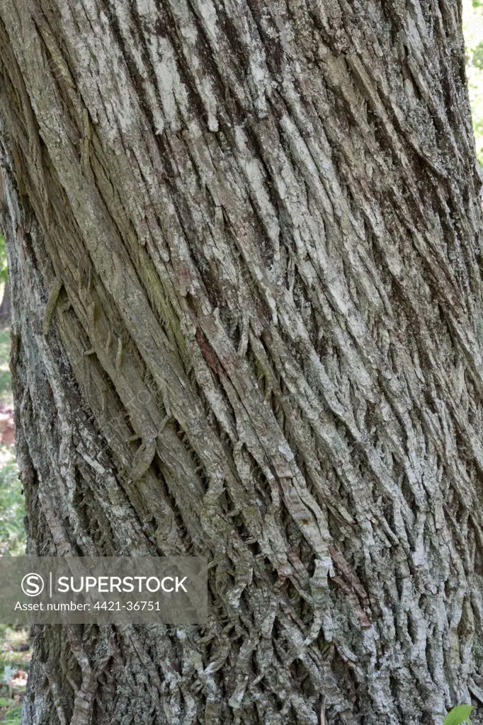 Sweet Chestnut tree bark - Lesvos Greece