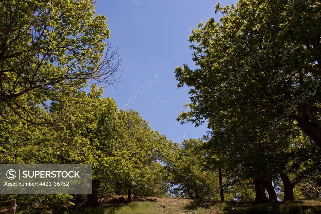 Sweet Chestnut trees in spring - Lesvos Greece