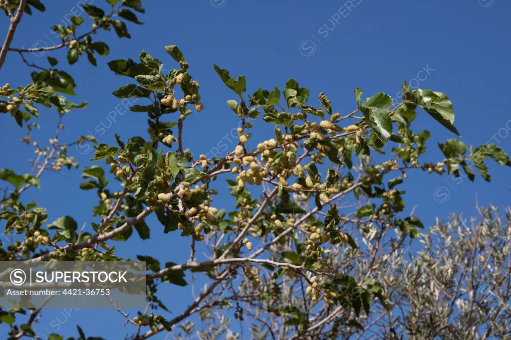 White Mulberry fruit