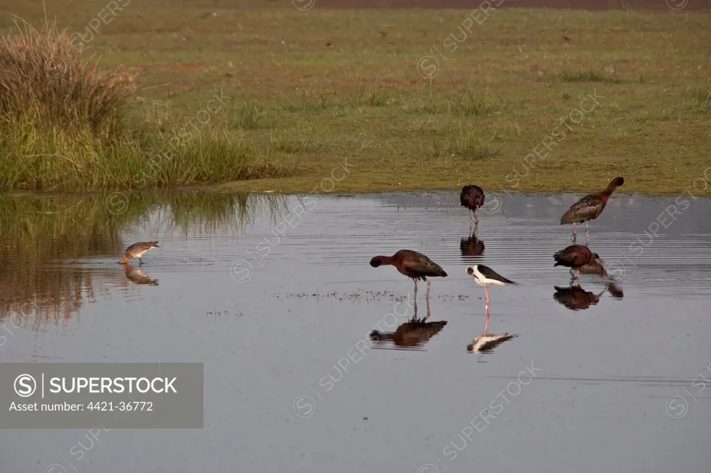 Black winged stilt with Glossy Ibis and Black tailed Godwit on pool at Kaloni, Lesvos Greece