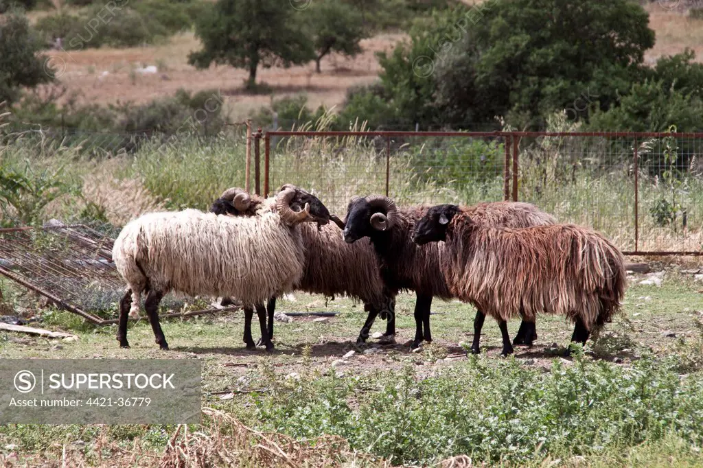 sheep on the greek island of Lesvos