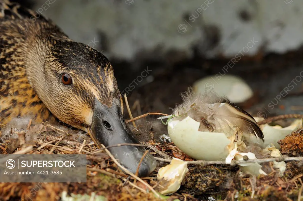Mallard Duck (Anas platyrhynchos) adult female, sitting on nest beside empty eggshell, Devon, England