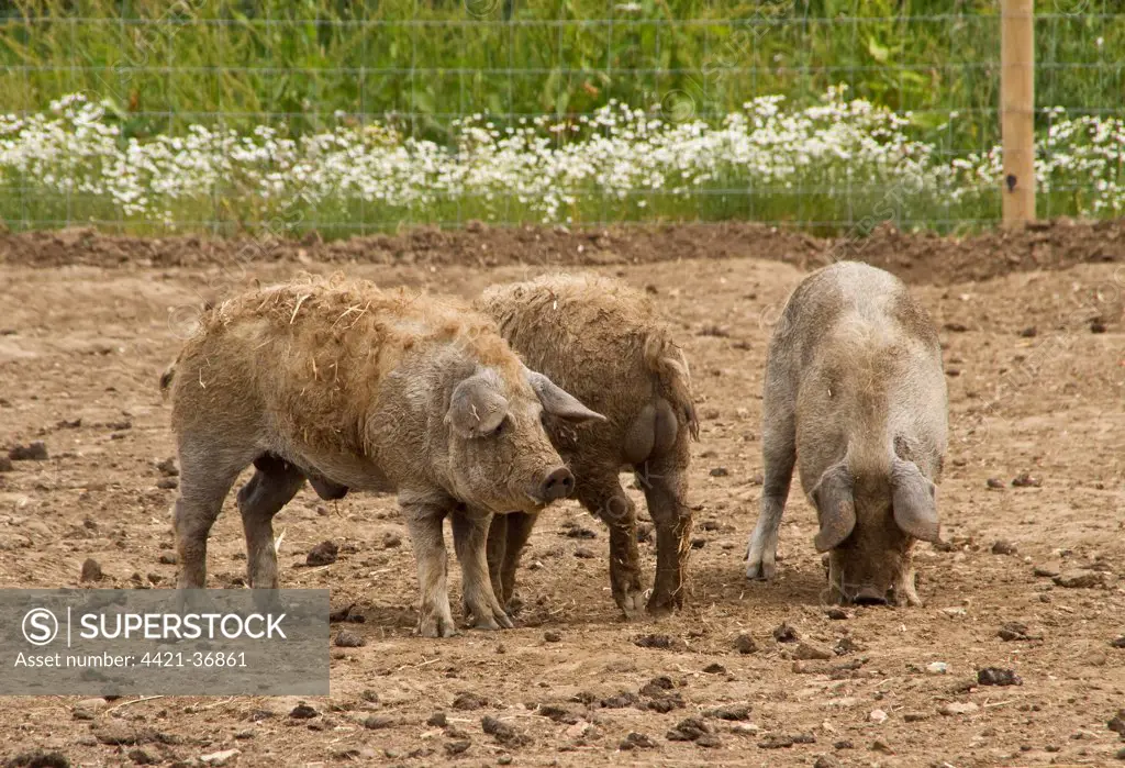 Three Curly coated or Mangalitza boar pigs