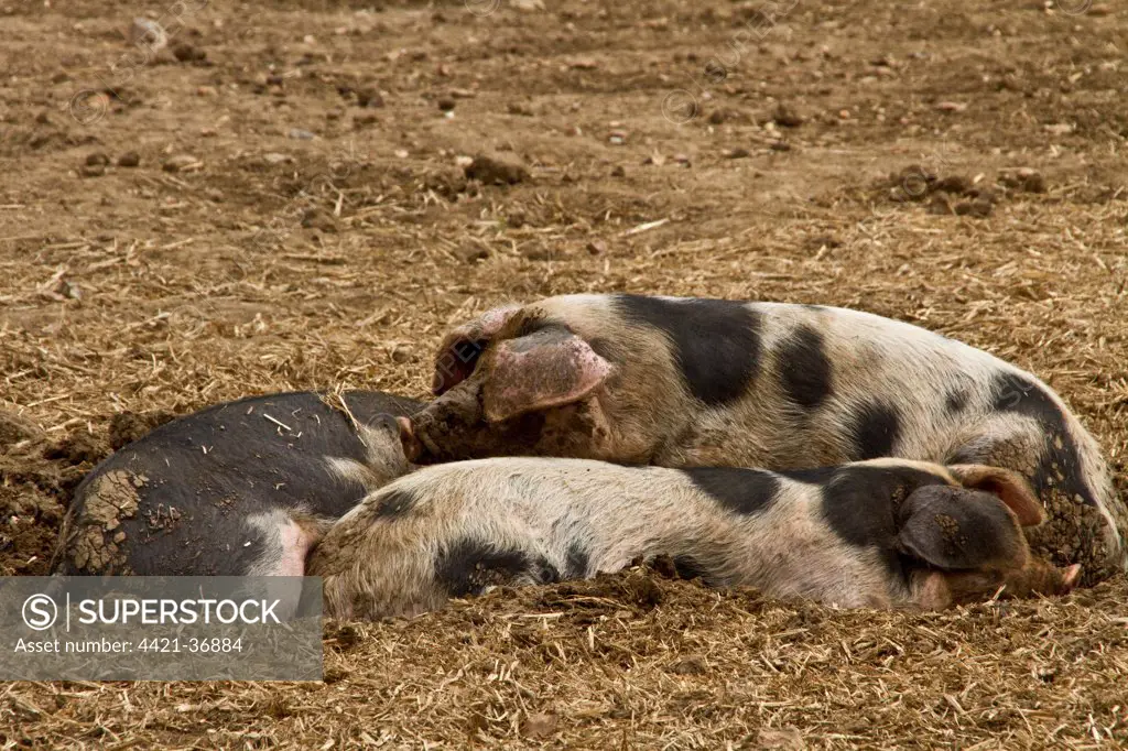 three resting Gloucester Old Spot pigs