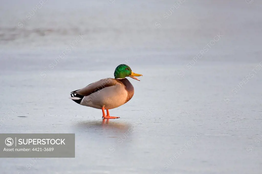 Mallard Duck (Anas platyrhynchos) adult male, calling, standing on ice, Suffolk, England, winter
