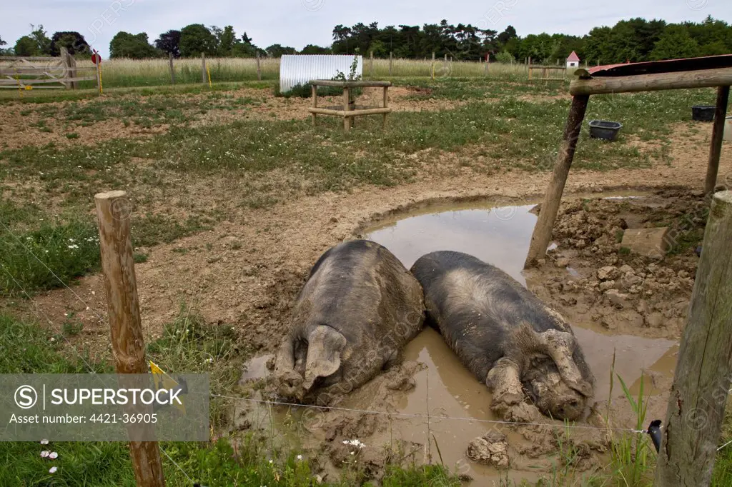 Two Large Black Pigs in mud wallow, both are sow's.