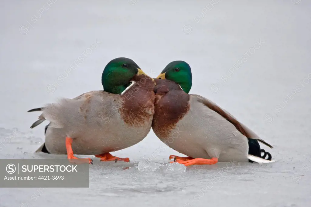 Mallard Duck (Anas platyrhynchos) two adult males, fighting on frozen pond, Suffolk, England, january