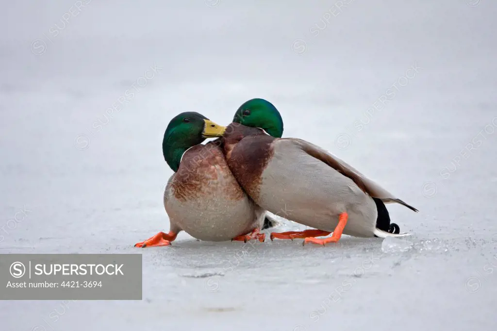 Mallard Duck (Anas platyrhynchos) two adult males, fighting on frozen pond, Suffolk, England, january