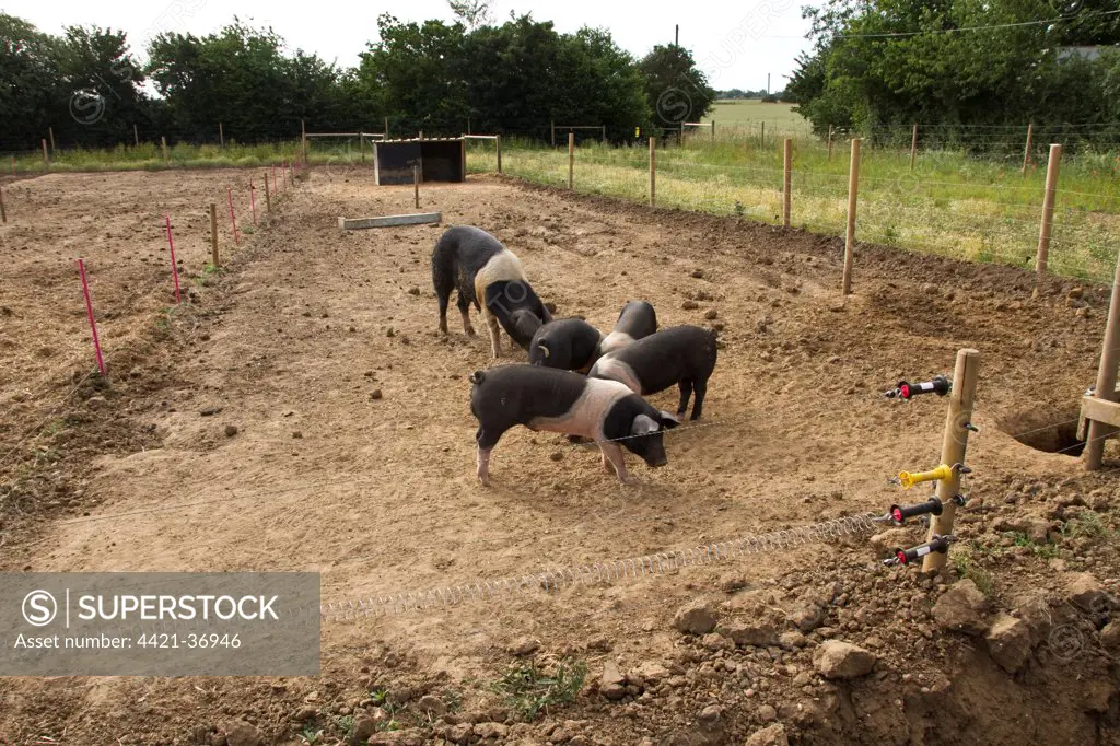 Saddleback pigs feeding