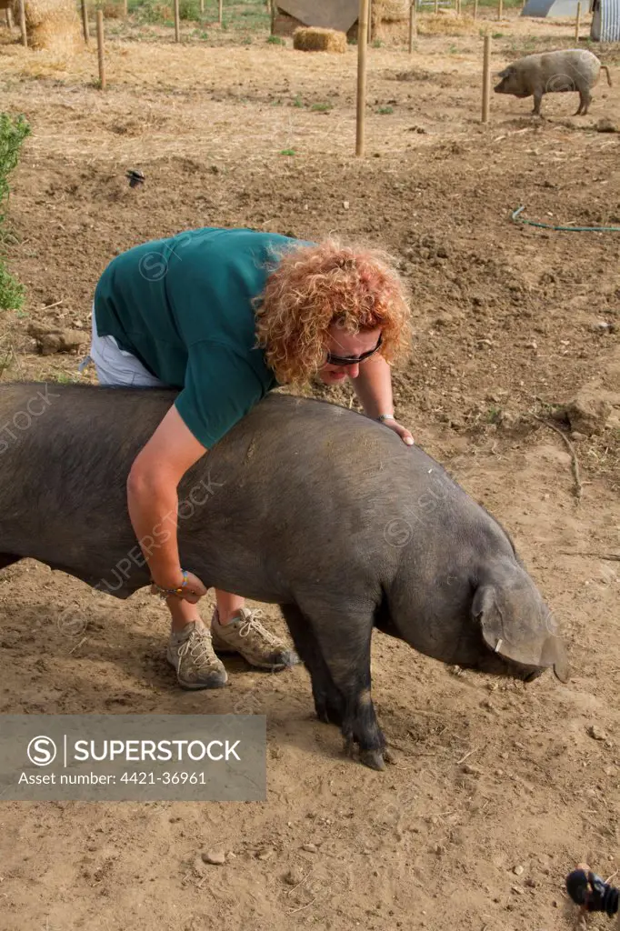 looking after a pig