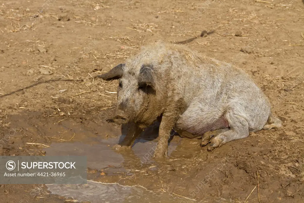 Mangalitza pig wallowing in mud