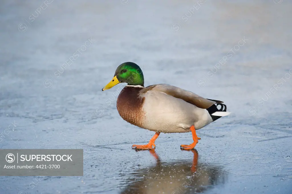 Mallard Duck (Anas platyrhynchos) adult male, walking on ice, Reddish Vale Country Park, Greater Manchester, England, winter