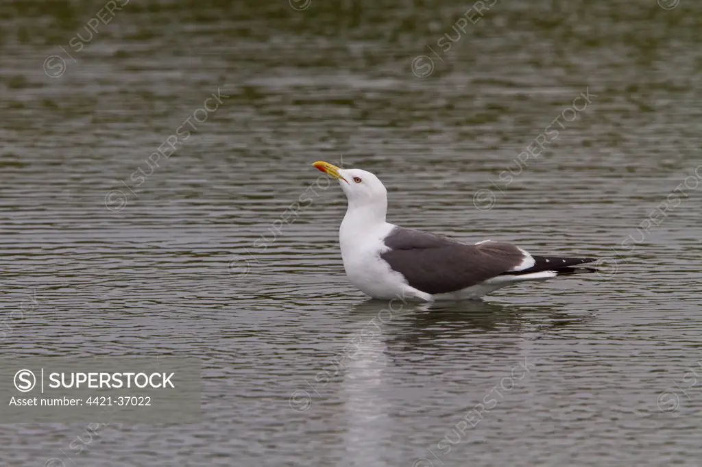 Lesser Black backed gull