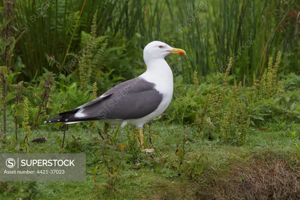 Lesser Black backed gull on skomer island
