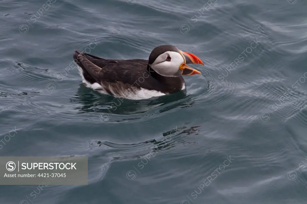 Puffin on the sea