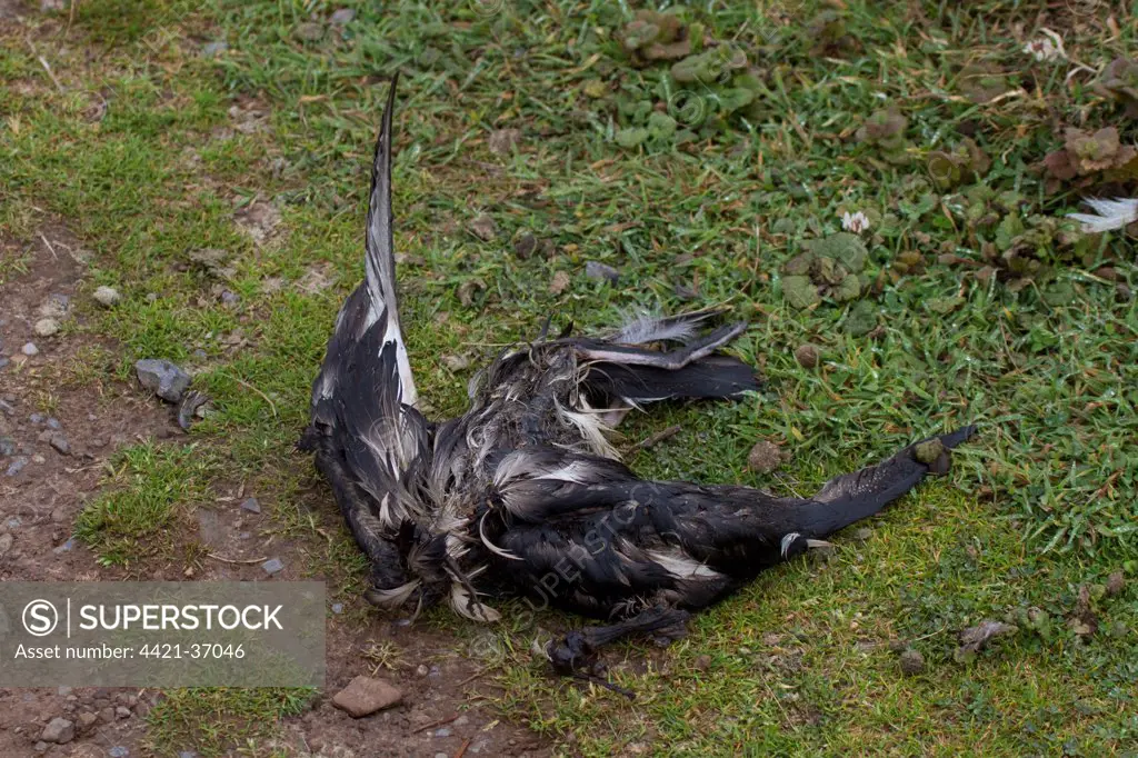 Dead Manx Shearwater probably killed by a short eared owl