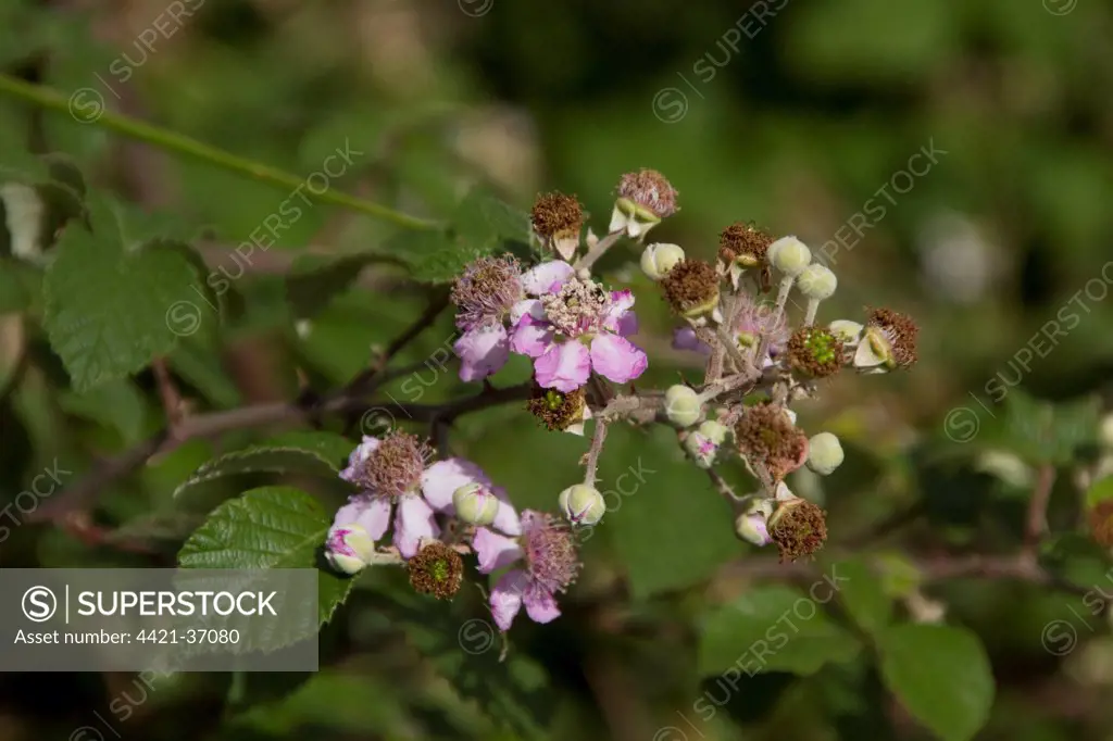 bramble or blackberry flowers  with young budding fruits