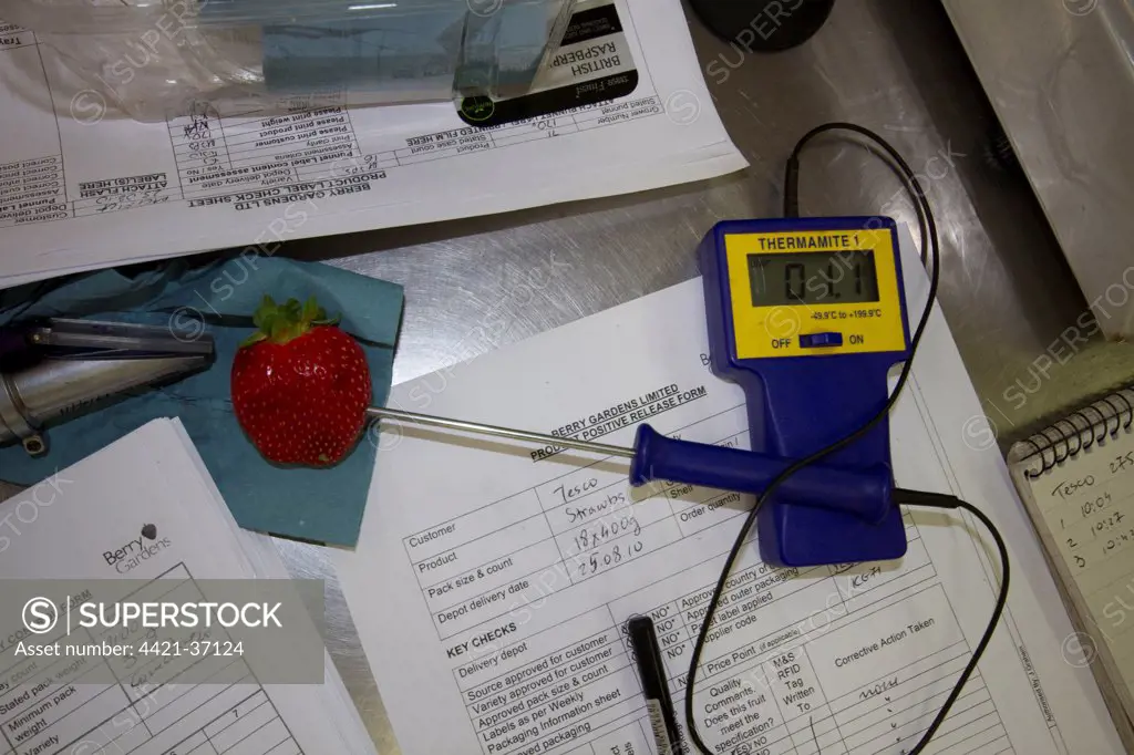 Using a Thermamite to check the temperature of a strawberry