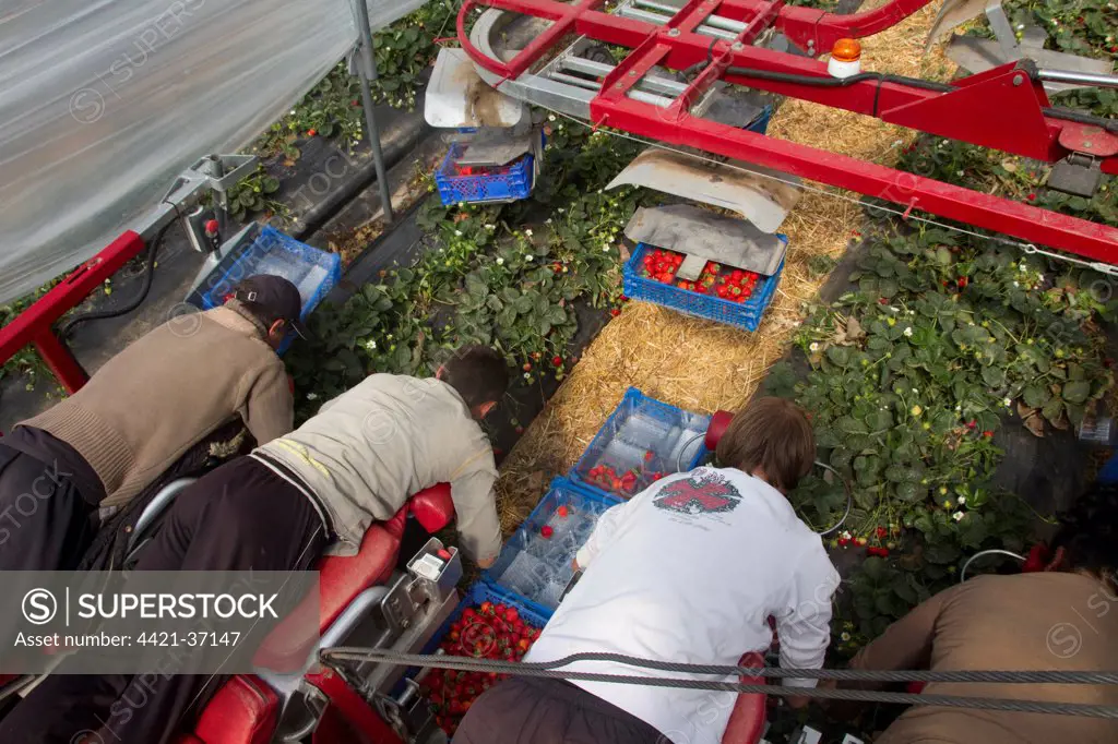 Mechanised strawberry picker, 10  people picking plus one foreman