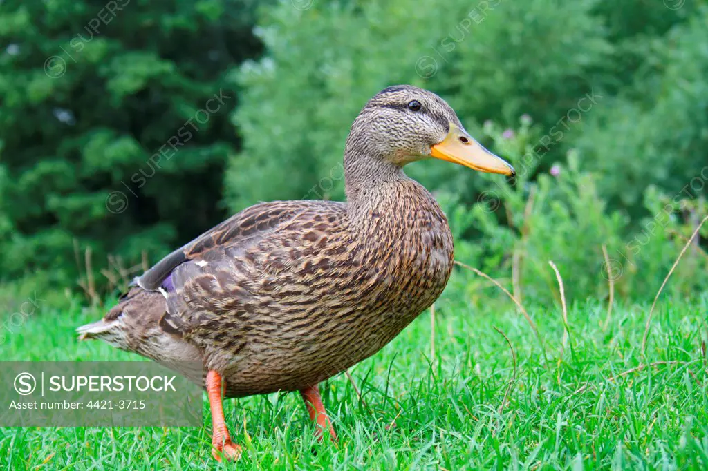 Mallard Duck (Anas platyrhynchos) juvenile male, standing on riverbank, River Stour, Dedham Vale, Suffolk, England, august