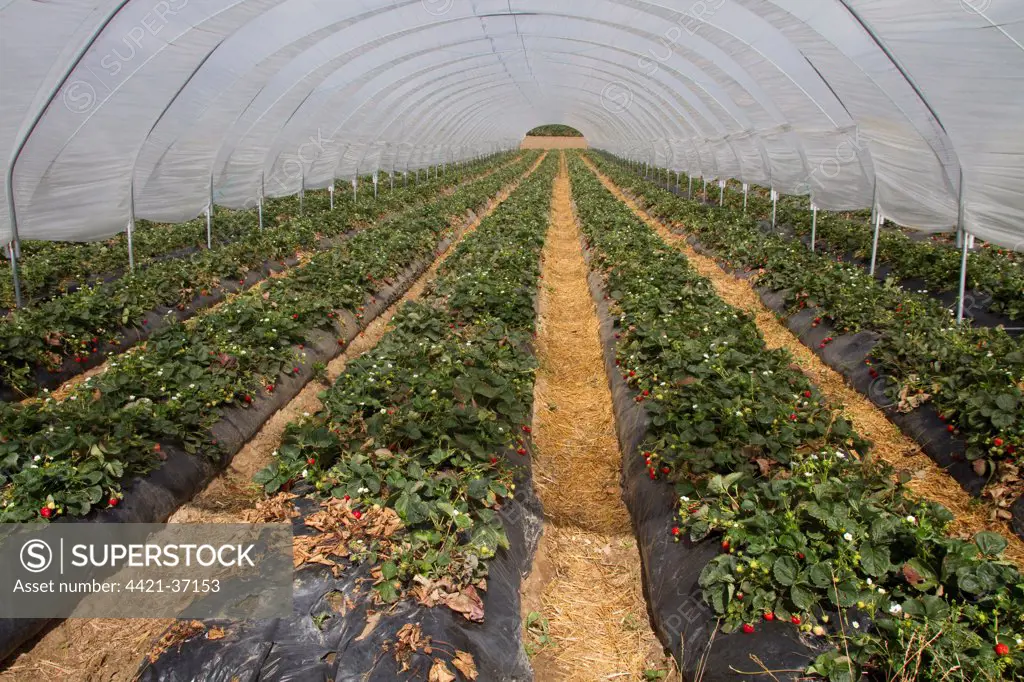 A poly tunnel of ripening strawberries