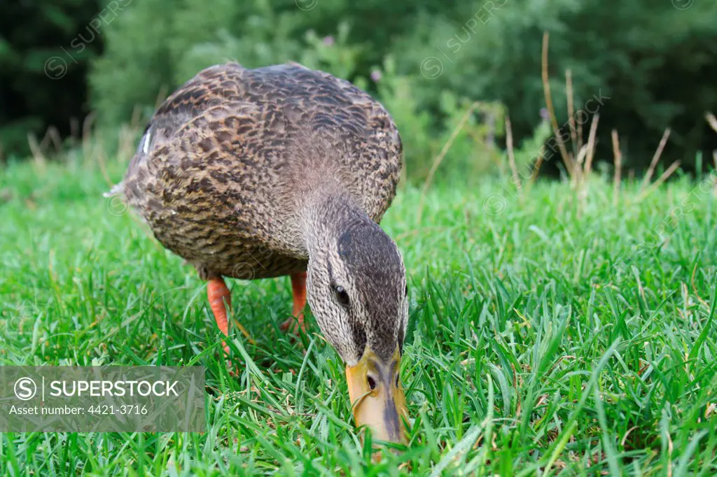 Mallard Duck (Anas platyrhynchos) juvenile male, feeding on grass, standing on riverbank, River Stour, Dedham Vale, Suffolk, England, august