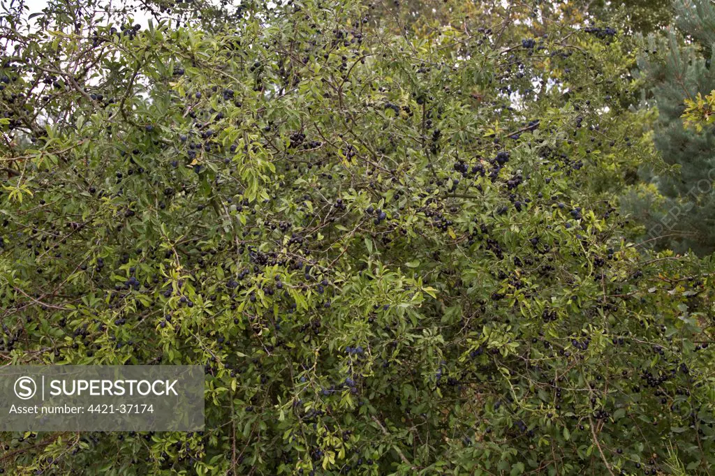 Sloe or Blackthorn berries in autumn hedgerow