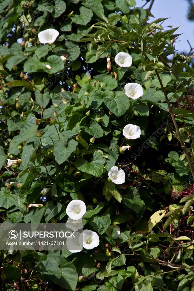 Hedge Bindweed in flower