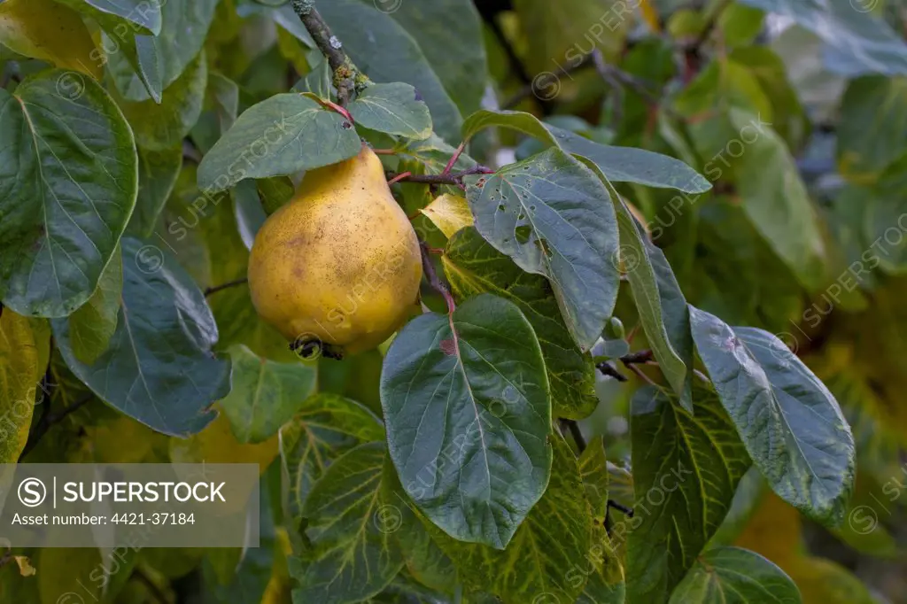 Quince (Cydonia oblonga) fruit, has lumpy yellow skin and hard flesh that is quite bitter so shouldn't be eaten raw. When fully ripe, the quince has a wonderful perfume.