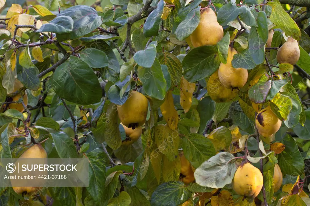 Quince (Cydonia oblonga) fruit, has lumpy yellow skin and hard flesh that is quite bitter so shouldn't be eaten raw. When fully ripe, the quince has a wonderful perfume.