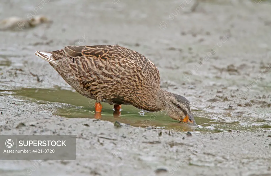 Mallard Duck (Anas platyrhynchos) adult female, dabbling, feeding in muddy water, West Sussex, England, september