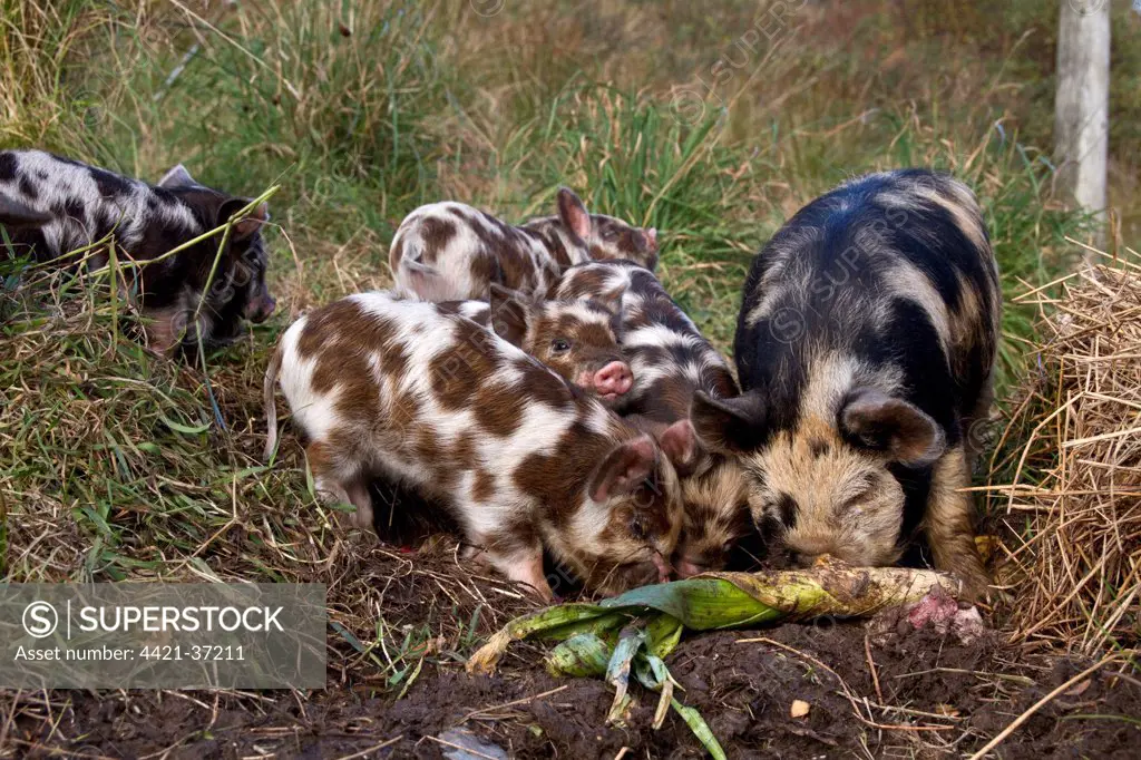 Kune Kune pigs vary from 24' to 30' high and weigh between 140-220 lbs. There small stature means the Kune kune pig does not cut up the land like other breeds of pig. They are covered in long hair, which can be straight, wavy or curly. There is a wide range of colours, from cream through gold, tan and brown to black. They also come in a variety of spotty colours.