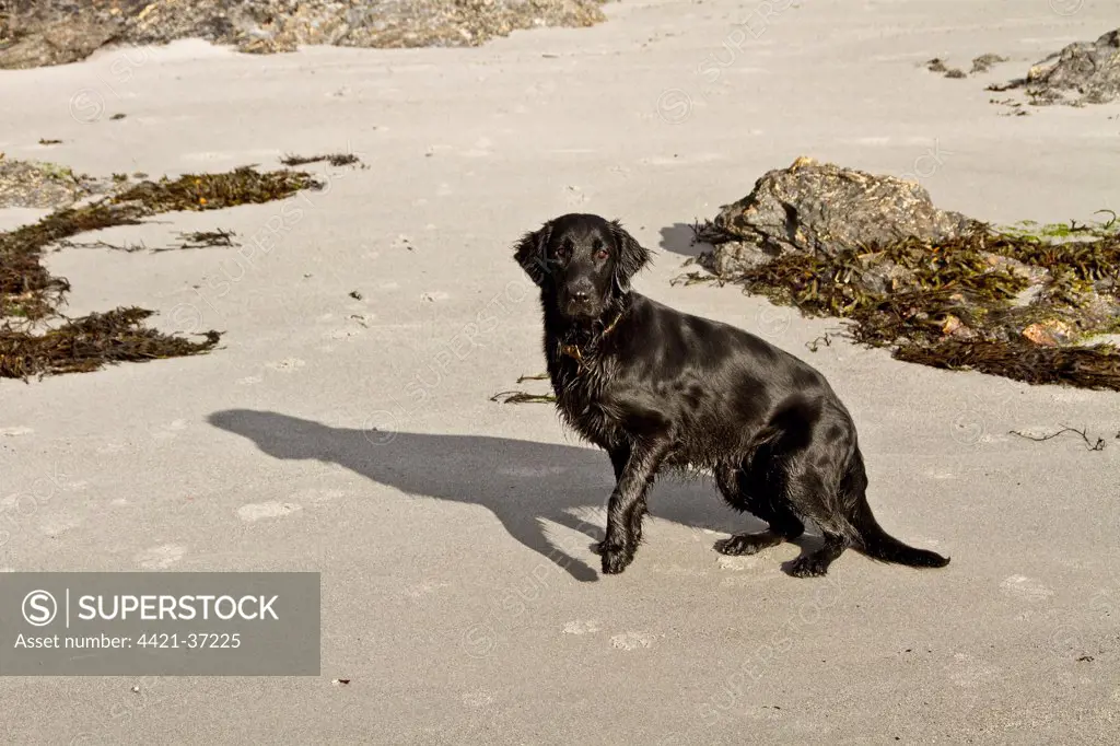 Domestic Dog, Flat-coated Retriever, adult female, standing on beach, Isle of Jura, Inner Hebrides, Scotland