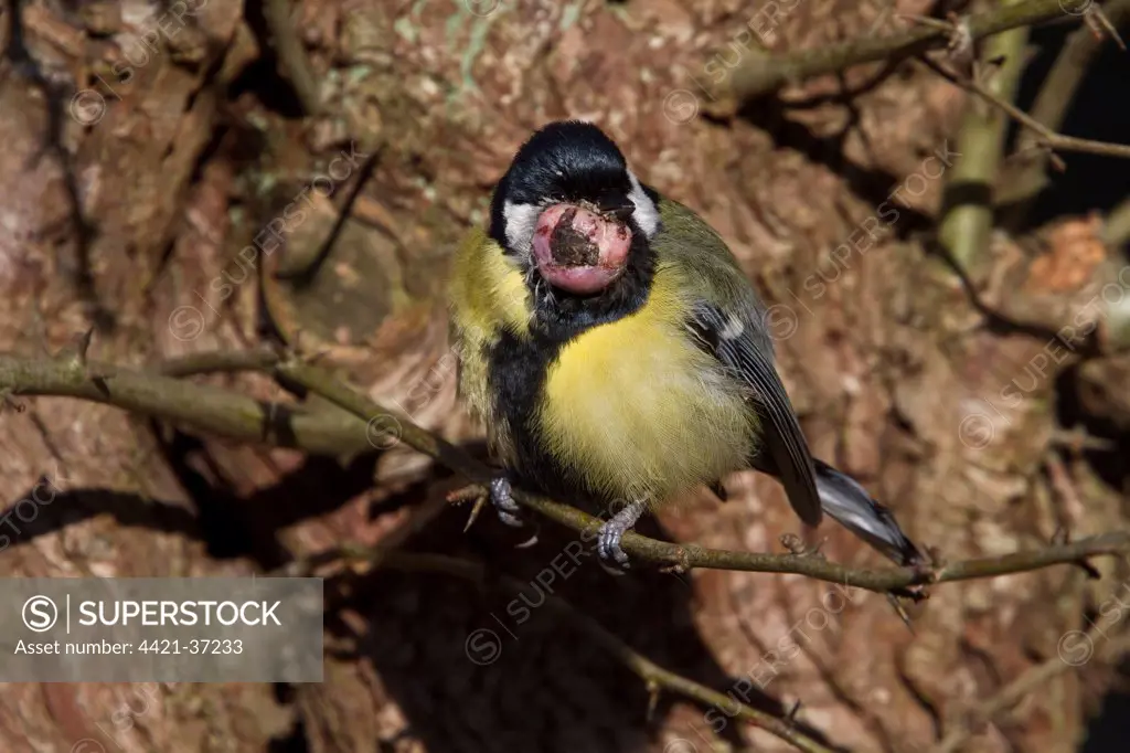 Great Tit with tumor growth on throat/chin