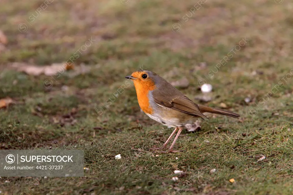 Robin on garden lawn