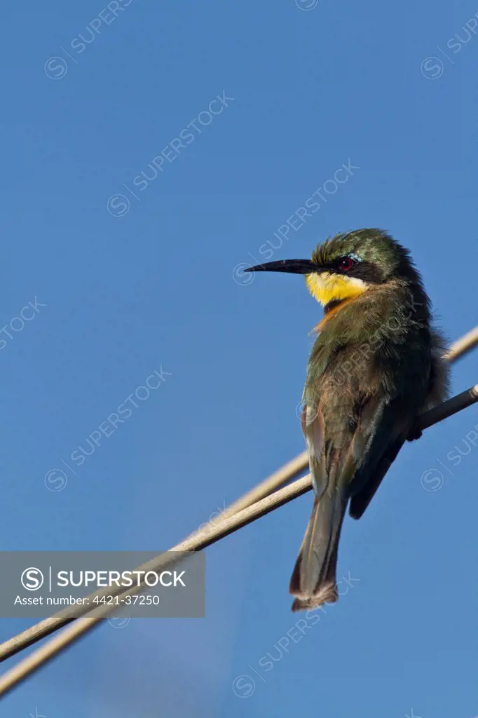 Little Bee-eater near Kwara Camp Botswana.
