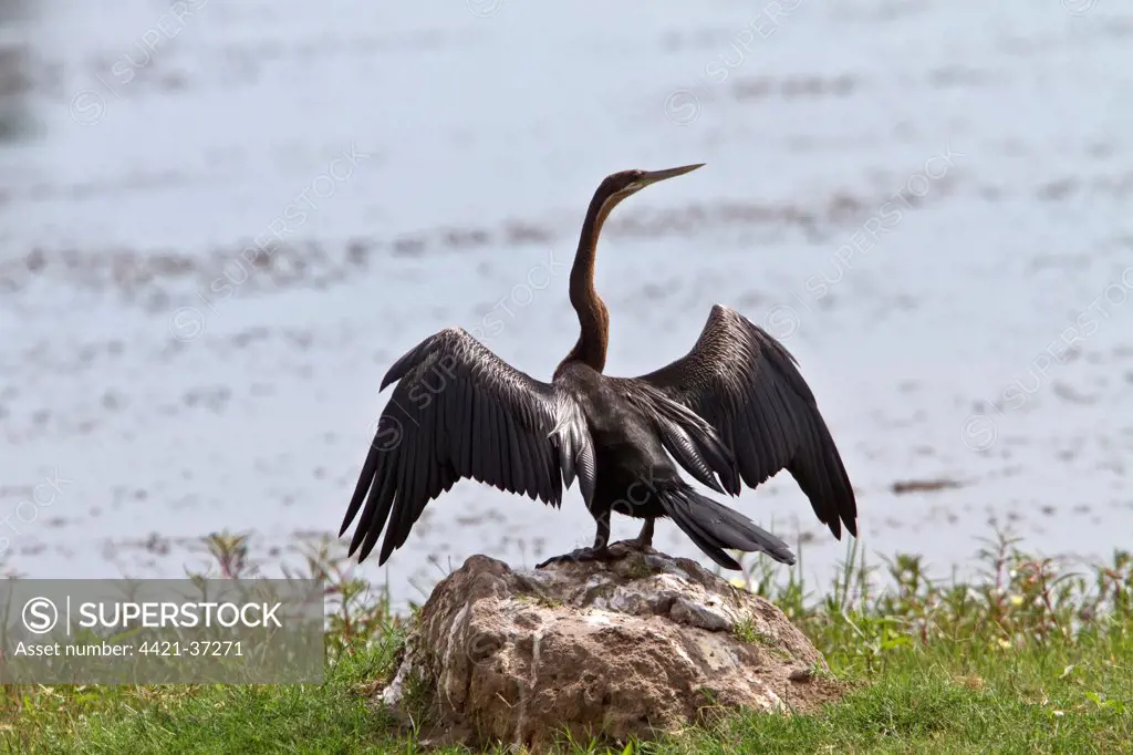 African Darter with wings spread - Botswana