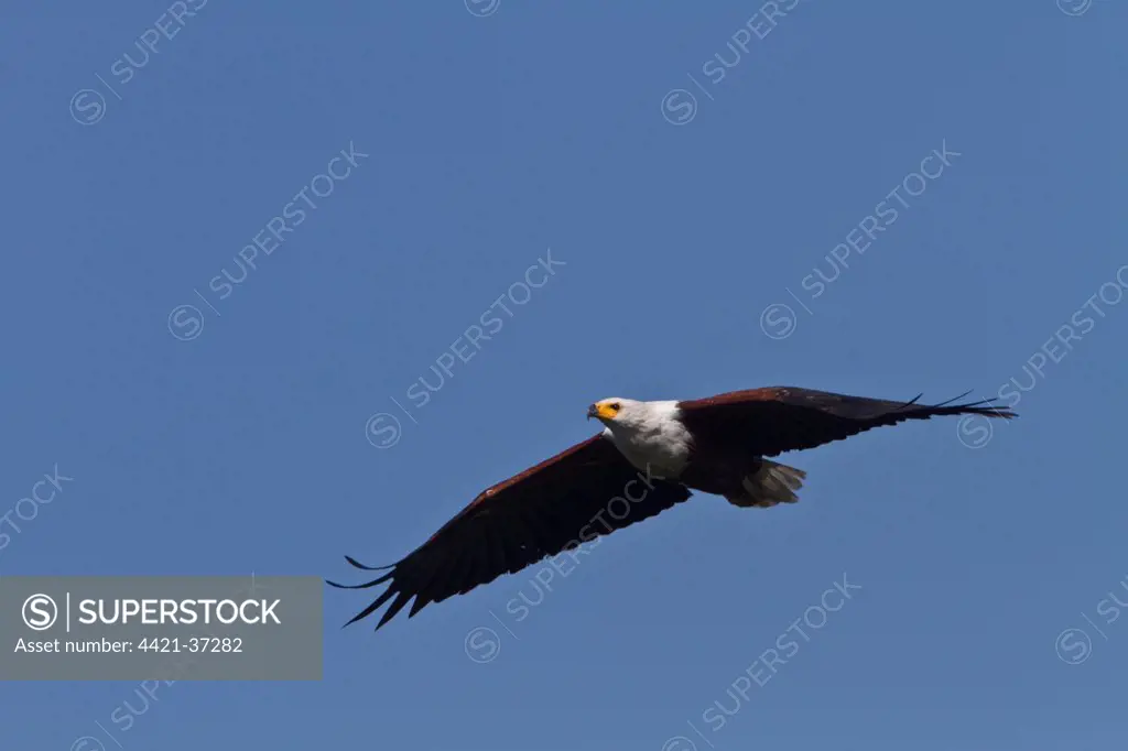 Adult African Fish Eagle flying - Botswana.
