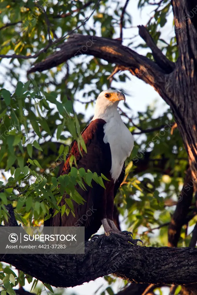 African Fish Eagle adult in tree - Botswana