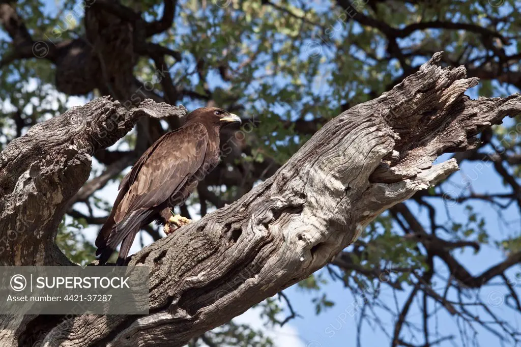 Wahlberg's Eagle with prey, Botswana near Savuti