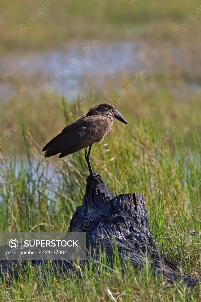 The Hamerkop (Scopus umbretta), also known as Hammerkop,Hammerkopf, Hammerhead, Hammerhead Stork, Umbrette, Umber Bird, Tufted Umber, or Anvilhead, is a medium-sized wading bird (56 cm long, weighing 470 g). The shape of its head with a curved bill and crest at the back is reminiscent of a hammer, hence its name.