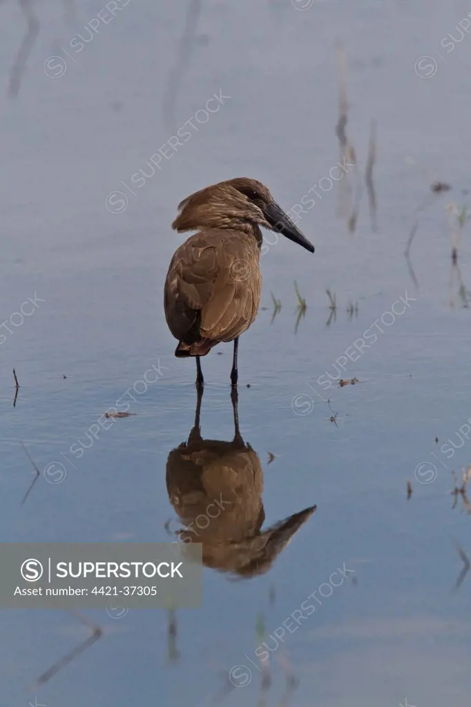 The Hamerkop (Scopus umbretta), also known as Hammerkop,Hammerkopf, Hammerhead, Hammerhead Stork, Umbrette, Umber Bird, Tufted Umber, or Anvilhead, is a medium-sized wading bird (56 cm long, weighing 470 g). The shape of its head with a curved bill and crest at the back is reminiscent of a hammer, hence its name.