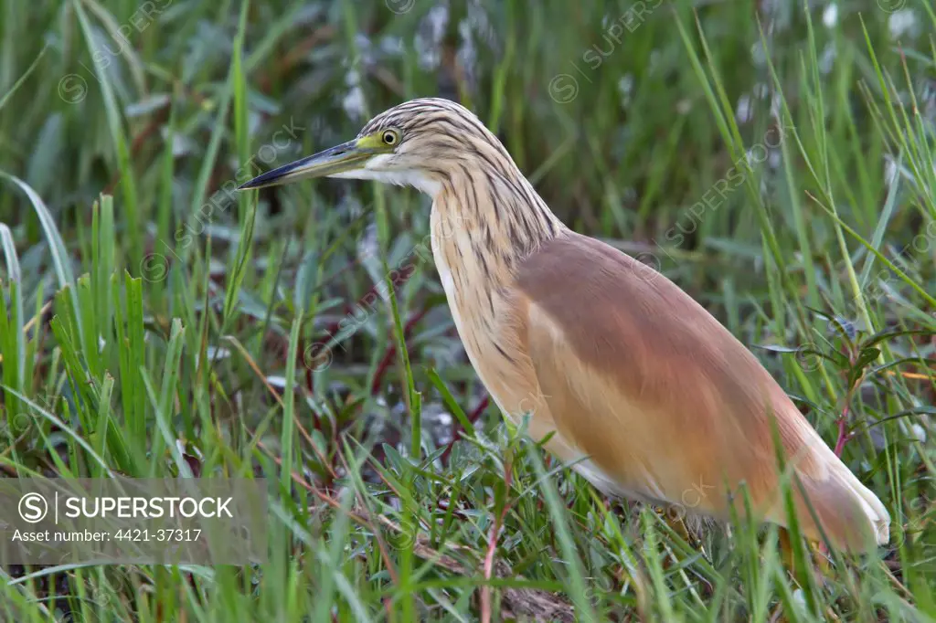 Squacco Heron in breeding plumage. This is a stocky species with a short neck, short thick bill and buff-brown back. In summer,  adults have long neck feathers. Its appearance is transformed in flight, when it looks very white due to the colour of the wings