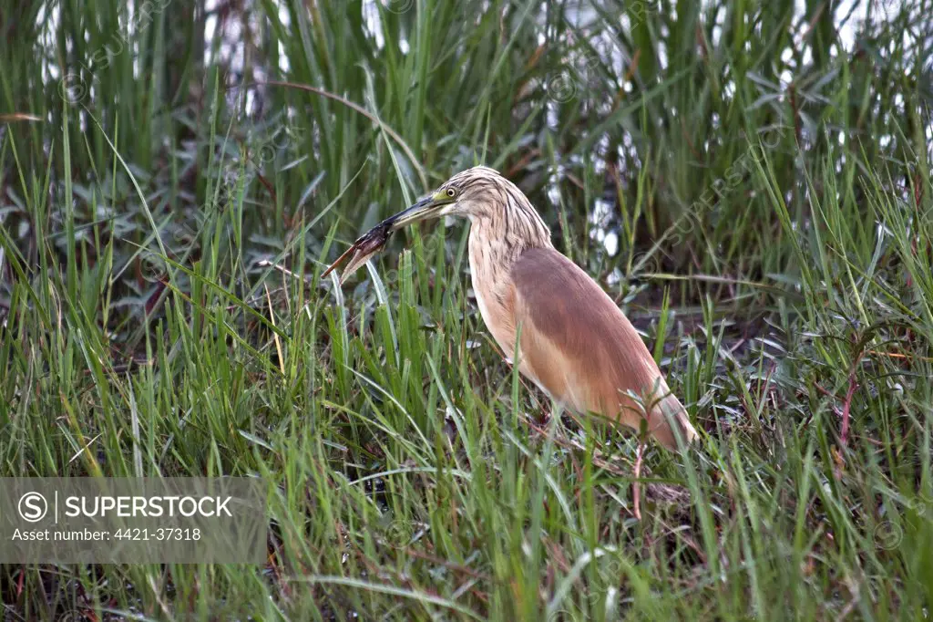 Squacco Heron in breeding plumage. just caught a tadpole. This is a stocky species with a short neck, short thick bill and buff-brown back. In summer,  adults have long neck feathers. Its appearance is transformed in flight, when it looks very white due to the colour of the wings