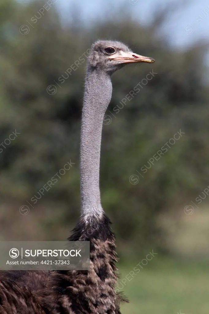 The Ostrich, (Struthio camelus), is a large flightless bird native to Africa. It is the only living species of its family, Struthionidae