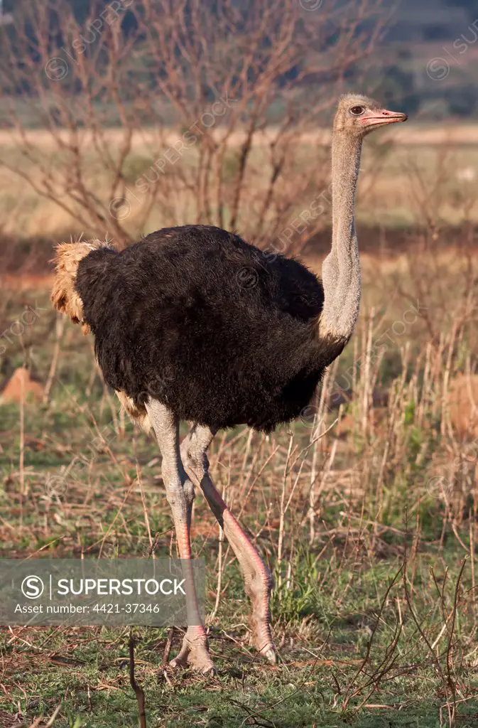 Ostrich male - The Ostrich, (Struthio camelus), is a large flightless bird native to Africa. It is the only living species of its family, Struthionidae