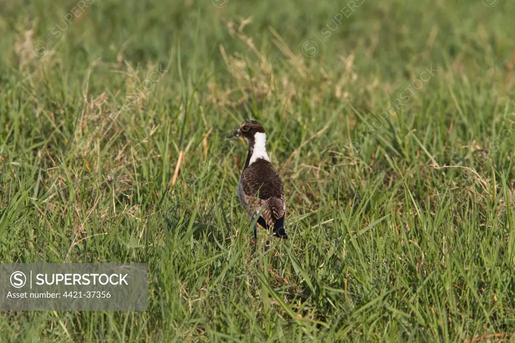 Juvenile Blacksmith Lapwing or Blacksmith Plover, note the wing spurs. Occurs commonly from Kenya through central Tanzania to southern and southwestern Africa