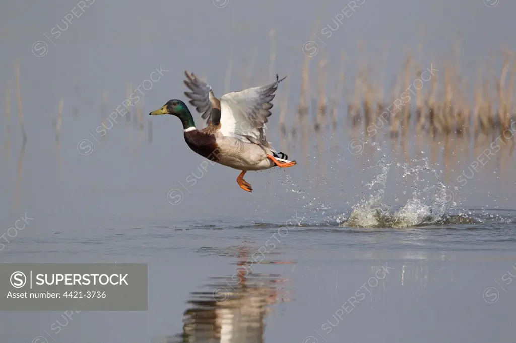 Mallard Duck (Anas platyrhynchos) adult male, in flight, taking off from water, Minsmere RSPB Reserve, Suffolk, England, april