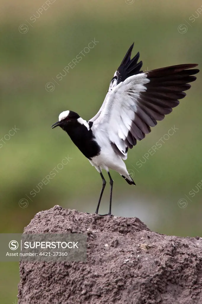 The Blacksmith Lapwing or Blacksmith Plover, note the wing spurs. Occurs commonly from Kenya through central Tanzania to southern and southwestern Africa